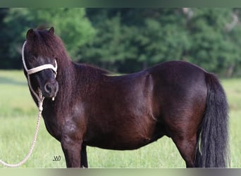 More ponies/small horses, Gelding, 10 years, 10 hh, Black