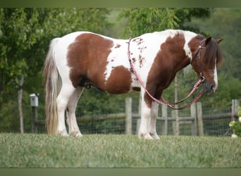 More ponies/small horses, Gelding, 10 years, 10 hh, Pinto