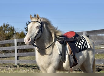 More ponies/small horses, Gelding, 10 years, 10 hh