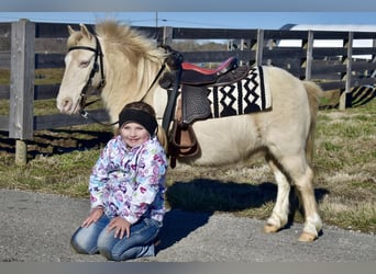 More ponies/small horses, Gelding, 10 years, 10 hh
