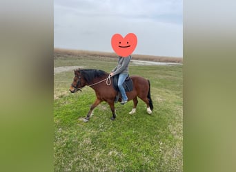 More ponies/small horses, Gelding, 10 years, 12,2 hh, Brown