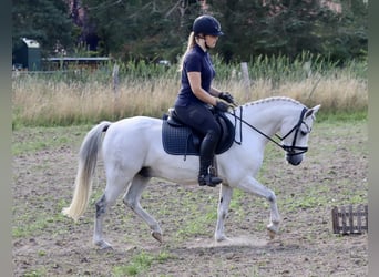 More ponies/small horses Mix, Gelding, 10 years, 12,2 hh, Gray