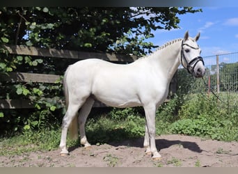 More ponies/small horses Mix, Gelding, 10 years, 12,2 hh, Gray