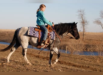 More ponies/small horses, Gelding, 10 years, 12.3 hh, Roan-Blue