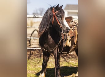 More ponies/small horses, Gelding, 10 years, 12 hh, Black