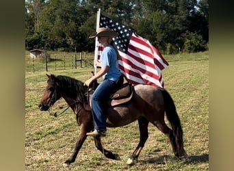 More ponies/small horses, Gelding, 10 years, 12 hh, Roan-Bay