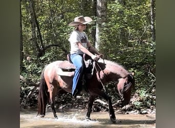 More ponies/small horses, Gelding, 10 years, 12 hh, Roan-Bay