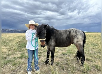 More ponies/small horses, Gelding, 10 years, 12 hh, Roan-Blue