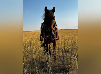 More ponies/small horses, Gelding, 10 years, 12 hh, Roan-Blue