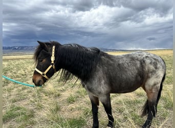 More ponies/small horses, Gelding, 10 years, 12 hh, Roan-Blue
