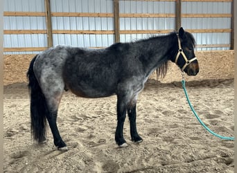 More ponies/small horses, Gelding, 10 years, 12 hh, Roan-Blue