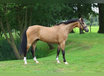 More ponies/small horses, Gelding, 10 years, 13.2 hh, Buckskin