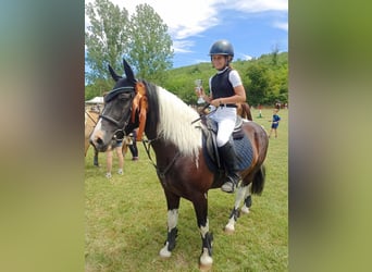 Weitere Ponys/Kleinpferde, Wallach, 10 Jahre, 13,2 hh, Schecke