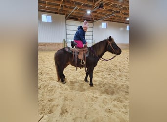 More ponies/small horses, Gelding, 10 years, 13 hh, Chestnut-Red