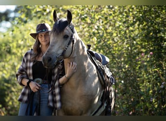 More ponies/small horses Mix, Gelding, 10 years, 14,1 hh, Buckskin