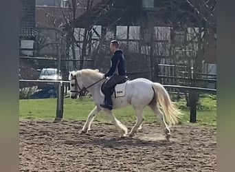More ponies/small horses, Gelding, 10 years, 14.1 hh, Gray