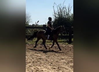 More ponies/small horses Mix, Gelding, 10 years, 14,2 hh, Brown