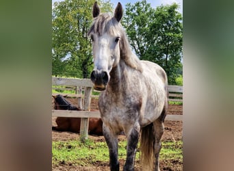 More ponies/small horses, Gelding, 10 years, 14.3 hh, Gray-Dapple
