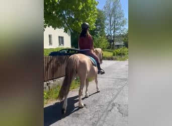 More ponies/small horses Mix, Gelding, 10 years, 14,3 hh, Roan-Red