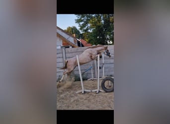 More ponies/small horses Mix, Gelding, 10 years, 14,3 hh, Roan-Red