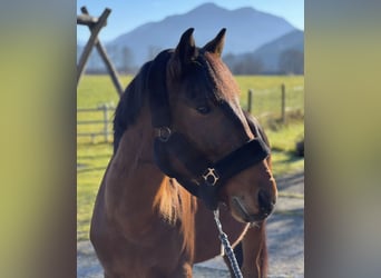 More ponies/small horses, Gelding, 10 years, 14 hh, Brown