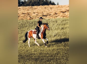 More ponies/small horses, Gelding, 10 years, 15.2 hh, Pinto