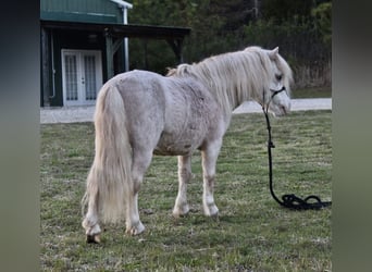 More ponies/small horses, Gelding, 10 years, 8 hh, Roan-Red