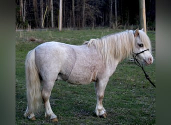 More ponies/small horses, Gelding, 10 years, 8 hh, Roan-Red