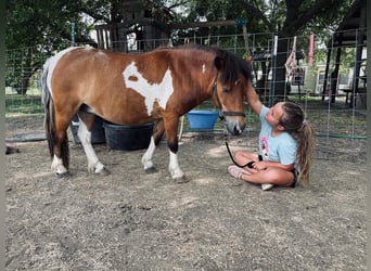 More ponies/small horses, Gelding, 10 years, 9.1 hh, Pinto