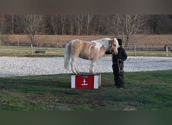 More ponies/small horses, Gelding, 10 years, 9 hh, Palomino