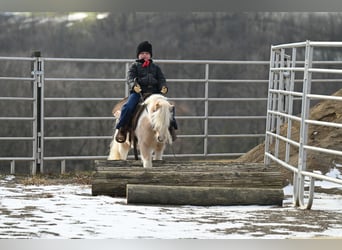 More ponies/small horses, Gelding, 10 years, 9 hh, Palomino