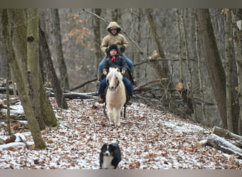 More ponies/small horses, Gelding, 10 years, 9 hh, Palomino