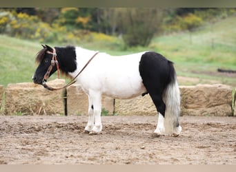 More ponies/small horses, Gelding, 10 years, 9 hh, Pinto