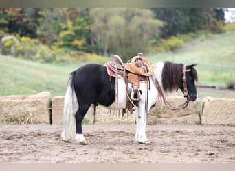 More ponies/small horses, Gelding, 10 years, 9 hh, Pinto