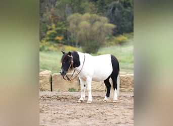 More ponies/small horses, Gelding, 10 years, 9 hh, Pinto