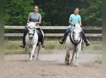 More ponies/small horses, Gelding, 10 years, White