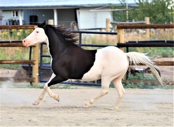 More ponies/small horses, Gelding, 11 years, 11.2 hh