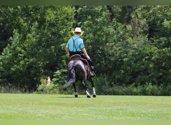 More ponies/small horses, Gelding, 11 years, 11 hh, Black