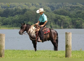 More ponies/small horses, Gelding, 11 years, 11 hh, Black