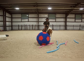 More ponies/small horses, Gelding, 11 years, 11 hh, Sorrel