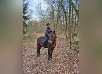 More ponies/small horses Mix, Gelding, 11 years, 14,2 hh, Bay-Dark