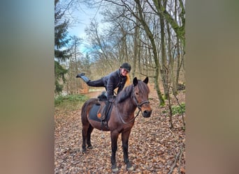 More ponies/small horses Mix, Gelding, 11 years, 14,2 hh, Bay-Dark