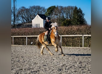 More ponies/small horses, Gelding, 11 years, 14 hh, Palomino