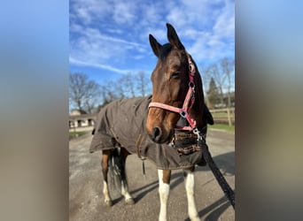 More ponies/small horses Mix, Gelding, 11 years, 15.2 hh, Pinto
