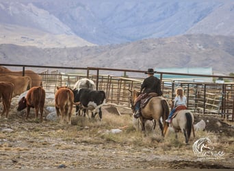 More ponies/small horses, Gelding, 11 years, 9,1 hh, Buckskin