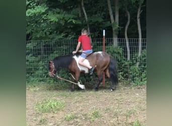 More ponies/small horses, Gelding, 11 years, 9.2 hh, Bay