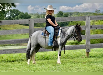 More ponies/small horses, Gelding, 12 years, 10 hh, Roan-Blue