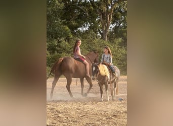 More ponies/small horses, Gelding, 12 years, 11,2 hh