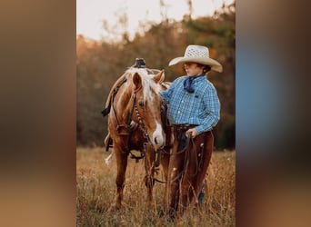 More ponies/small horses, Gelding, 12 years, 12.1 hh, Palomino