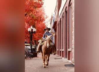 More ponies/small horses, Gelding, 12 years, 12.1 hh, Palomino